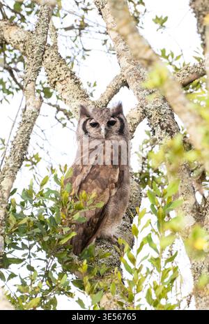 Gufo di aquila di Verreaux (bubo lacteus) con le palpebre rosa distintive chiaramente visibili Foto Stock