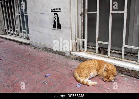 Gatto zenzero che dorme sul marciapiede settembre estate 2024 vita di strada con murales e bar Istanbul Turchia Foto Stock