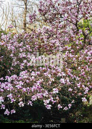 I fiori primaverili sono stati ammassati sui rami decidui di un'ardua Magnolia Star Wars. albero Foto Stock