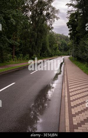 Empty Wet Road attraversa Forest dopo la pioggia Foto Stock