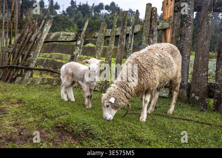 Pascolano pecore e agnello nella contea di Embu, Kenya Foto Stock