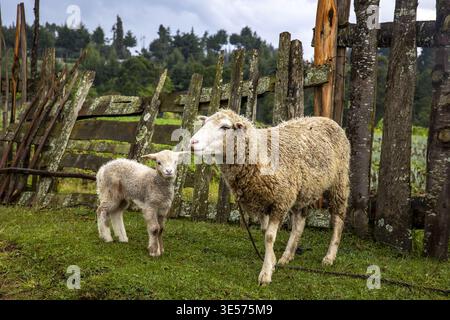 Pascolano pecore e agnello nella contea di Embu, Kenya Foto Stock