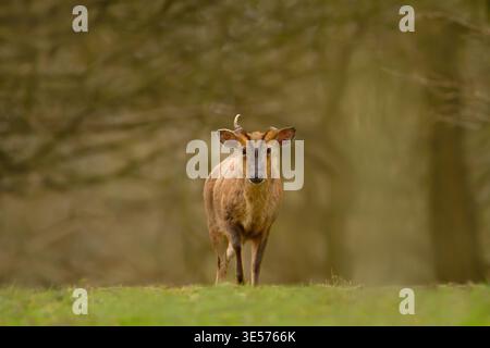Un maschio Muntjac di Reeves (Muntiacus reevesi) si trova in un habitat boschivo naturale, nel Regno Unito. Foto Stock
