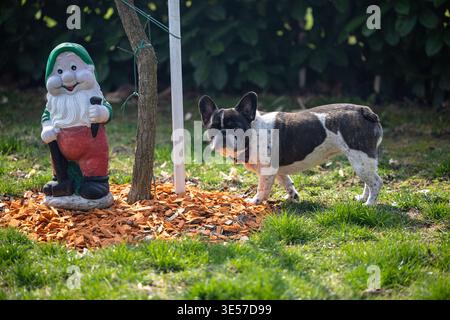 Un bulldog francese bianco e un brindle sniffa un colorato gnomo da giardino accanto a un giovane albero su un prato illuminato dal sole, trasmettendo curiosità, giocosità e. Foto Stock
