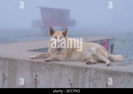 Cane con occhi azzurri in ambientazione costiera Foggy Foto Stock