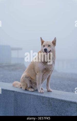 Cane con occhi azzurri in ambientazione costiera Foggy Foto Stock
