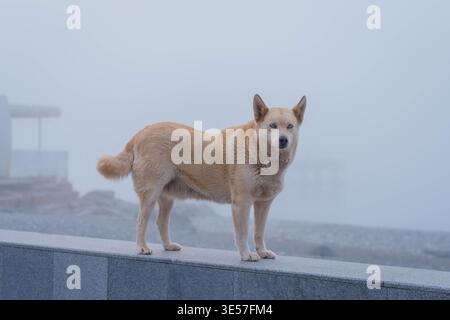 Cane con occhi azzurri in ambientazione costiera Foggy Foto Stock