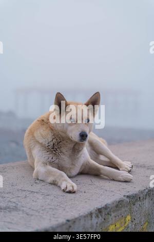 Cane con occhi azzurri in ambientazione costiera Foggy Foto Stock