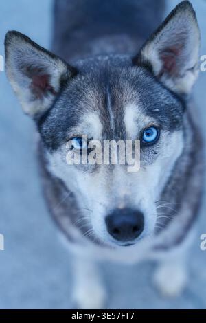 Cane con occhi azzurri in ambientazione costiera Foggy Foto Stock