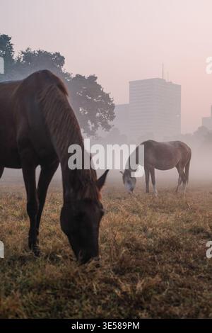 I cavalli pascolano pacificamente su un campo coperto di nebbia mentre gli alti edifici si innalzano sullo sfondo, catturando un sereno contrasto tra la natura e la vita urbana Foto Stock