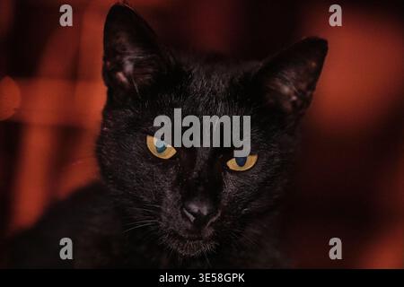 Ritratto ravvicinato di un gatto nero con una luce soffusa e uno sfondo rosso intenso. L'immagine crea un'atmosfera misteriosa, scura e lunare, s Foto Stock