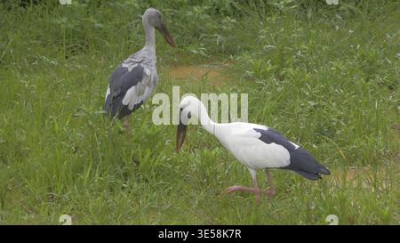 Due cicogne (ciconia) che si forgiano in un ambiente erboso, lo Sri Lanka Foto Stock