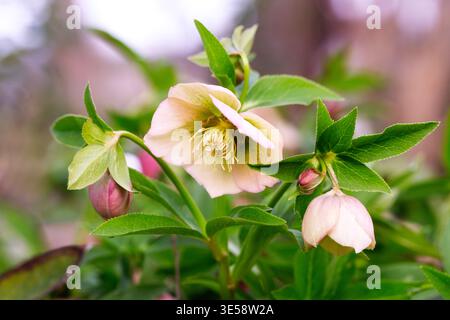 I fiori d'oro rosa pallido fioriscono tra foglie e boccioli verdi in un giardino, evidenziando le loro forme e consistenze uniche Foto Stock