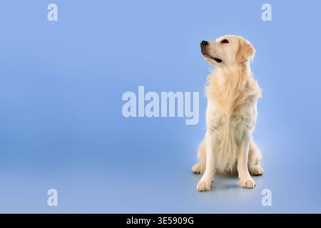 Golden Retriever si trova su uno sfondo blu che guarda di lato durante una sessione in studio Foto Stock