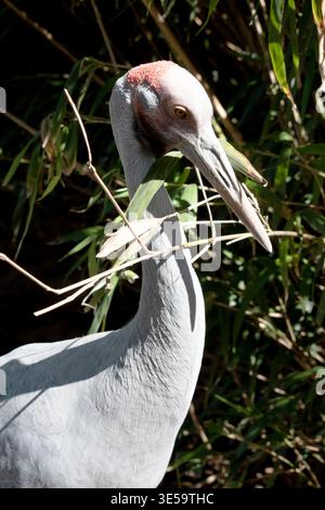 La Brolga è di colore grigio pallido con un'evidente toppa rossa-arancione sulla testa con una rugiada nera appesa sotto il mento. Foto Stock
