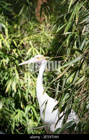La Brolga è di colore grigio pallido con un'evidente toppa rossa-arancione sulla testa con una rugiada nera appesa sotto il mento. Foto Stock