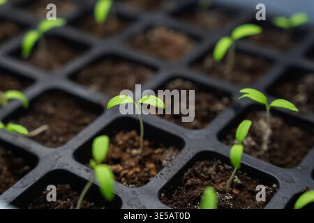 Piantine di verdure giovani che crescono in un vassoio di semi di plastica nera, attenzione selettiva ai germogli verdi nel terreno per il giardinaggio biologico e la primavera Foto Stock