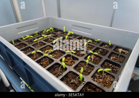Giovani piantine di piselli che crescono in un vassoio di base con luci di crescita a LED artificiali, coltivazione microverde indoor e coltivazione idroponica Foto Stock