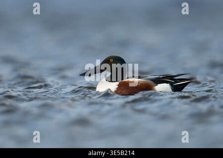 Shoveler settentrionale / Loeffelente ( Anas clypeata ), maschio adulto in abito da riproduzione, nuoto in mare aperto, in abito da riproduzione, vista laterale. Foto Stock