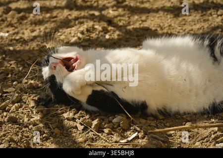 Un gatto sta giocando con un ramoscello sulla schiena, su terreni sassosi, all'ombra di un albero in una giornata di sole Foto Stock