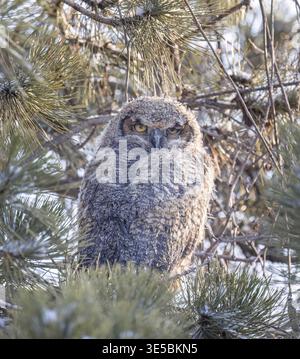 Grande gufo cornuto arroccato su un ramo nella foresta in inverno, in Canada Foto Stock