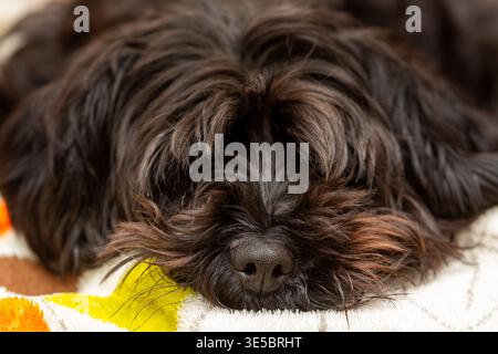 Un primo piano di un simpatico cane Yorkipoo con un cappotto squallido steso su un divano che guarda alla macchina fotografica. Foto Stock
