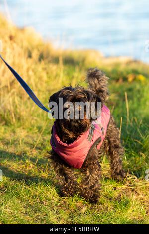 Un simpatico cane Yorkipoo in piedi fuori con un cappotto. Foto Stock