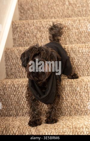 Un cane Yorkipoo in piedi sulle scale di una casa. Foto Stock