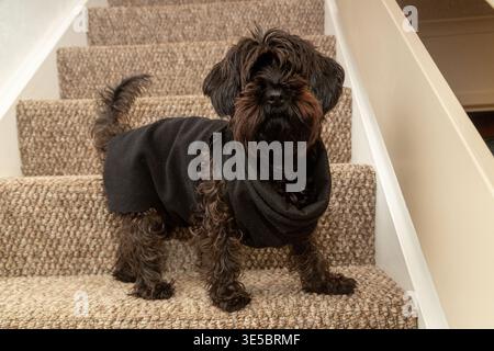 Un cane Yorkipoo in piedi sulle scale di una casa. Foto Stock