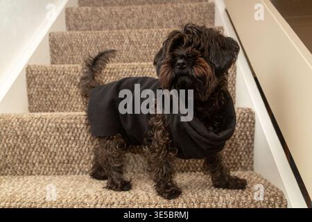 Un cane Yorkipoo in piedi sulle scale di una casa. Foto Stock