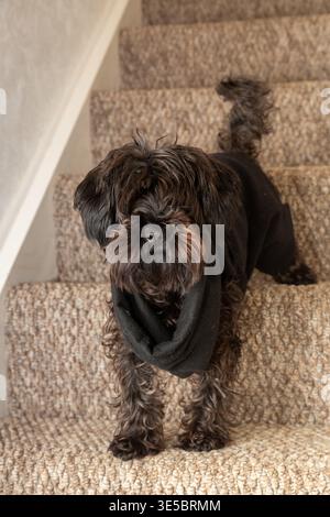 Un cane Yorkipoo in piedi sulle scale di una casa. Foto Stock