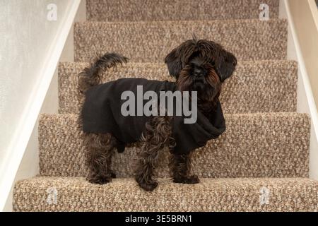 Un cane Yorkipoo in piedi sulle scale di una casa. Foto Stock