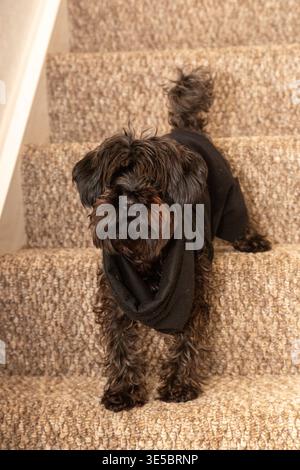Un cane Yorkipoo in piedi sulle scale di una casa. Foto Stock