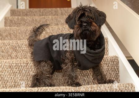Un cane Yorkipoo in piedi sulle scale di una casa. Foto Stock