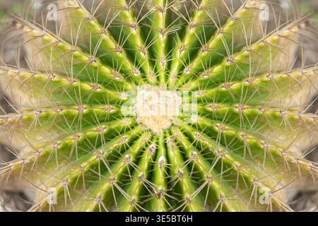 Vista dall'alto macro primo piano orizzontale del modello di simmetria circolare sulle costole di cactus cilindrico verde con aghi appuntiti Foto Stock