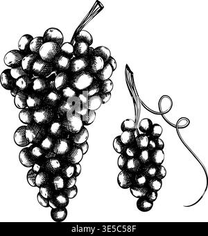 Immagine vettoriale dettagliata di due grappoli di uva scura. Immagine botanica illustrata in bianco e nero, disegnata a mano. Set di mazzi grandi e piccoli. Profilo Illustrazione Vettoriale