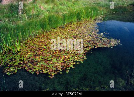 Pondweed (Potamogeton natans) che cresce sul margine della cava di calcare allagata, Northumberland, Inghilterra, luglio Foto Stock