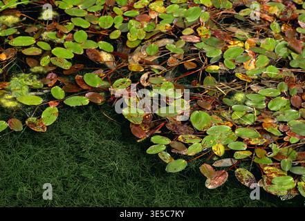 Pondweed (Potamogeton natans) a foglia larga primo piano di massa di foglie galleggianti di piante sulla superficie di una cava di calcare inondata, Northumberland. Foto Stock