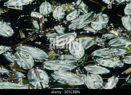 Pondweed (Potamogeton natans) retroilluminato primo piano di massa di foglie galleggianti di piante sulla superficie di una cava di calcare allagata. Foto Stock
