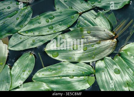 Pondweed (Potamogeton natans) a foglia larga primo piano di massa di foglie galleggianti di piante sulla superficie di una cava di calcare inondata, Northumberland. Foto Stock