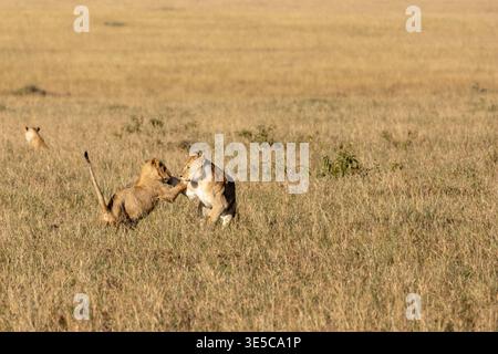 Due cuccioli di leone africani giocano a combattere e combattere nella savana dorata della riserva nazionale Maasai Mara in Kenya Foto Stock