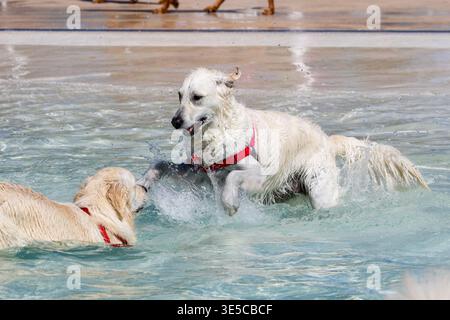 Due Golden retriever in una piscina per cani che si tuffano e giocano in acqua Foto Stock