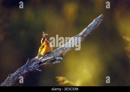 Mangiatore di api fronte bianco che mangia una cimice vista frontale al crepuscolo nel parco nazionale Greater Kruger, Sudafrica; famiglia Specie Merops bullockoides di Merop Foto Stock