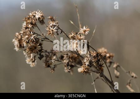 Un primo piano di fiori di aster essiccati, le loro delicate teste di semi pronti a disperdersi nel vento. Questa immagine cattura la bellezza del ciclo della natura, sho Foto Stock