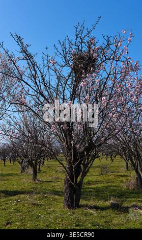 Mandorli fioriti adornati con fiori rosa e nido di uccelli, adagiati in un campo verde sotto un cielo azzurro e luminoso, rappresentano la primavera in un ambiente rurale Foto Stock