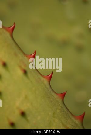Aloe con spine rosse, dettaglio foglia Foto Stock