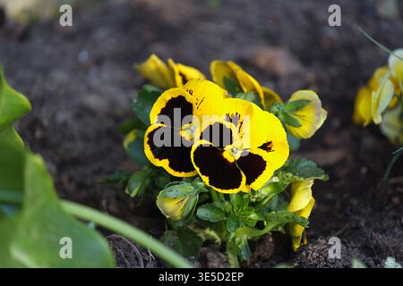 Primo piano di fiori di pansia gialli (Viola wittrockiana), noti anche come viola. Foto di alta qualità Foto Stock