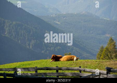 Bovini nell'Alpe di Siusi, Trentino alto Adige, Italia Foto Stock