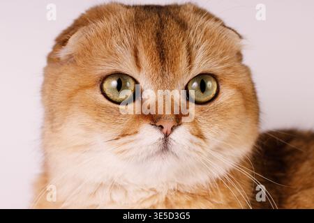 Gatto tradizionale scozzese in profilo laterale su sfondo bianco. Elegante gatto allo zenzero con occhi verdi che guardano lontano Foto Stock