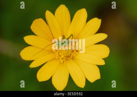 Uno scatto ravvicinato cattura un insetto verde arroccato su un vibrante fiore primaverile giallo, evidenziando gli intricati dettagli della fauna iberica attraverso macr Foto Stock